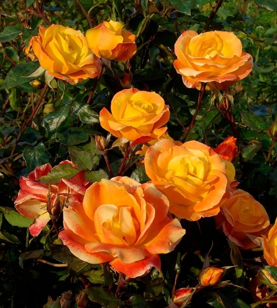 Rosier 'Soleil du monde '