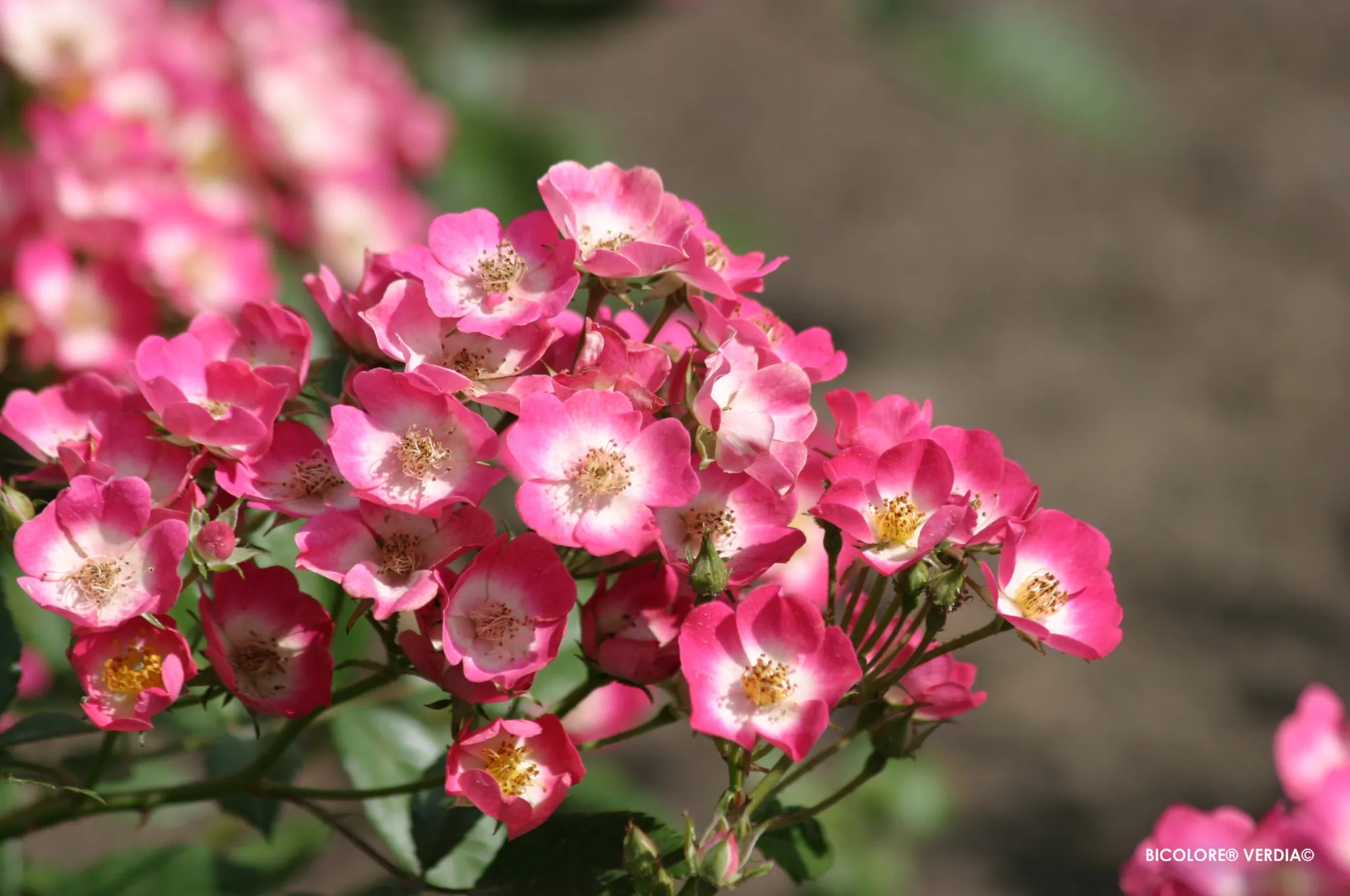 Rosier 'Bicolore vissegam'