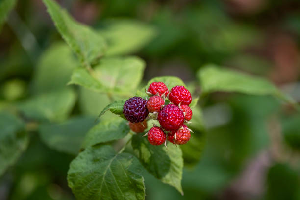 Framboisier 'Belle aromatica'