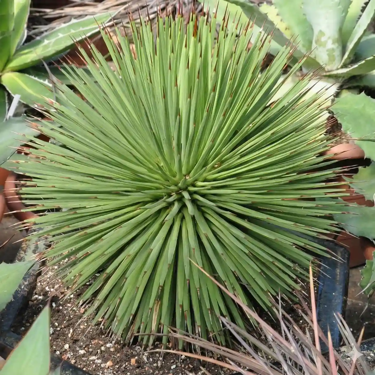 Agave à feuilles striées  'Echinus'