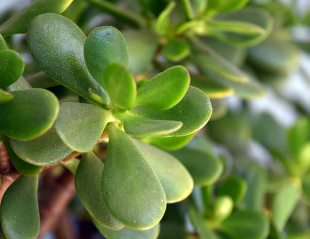 Arbre de Jade