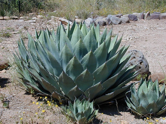 Agave Américaine