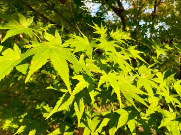 Érable du japon 'Sango kaku vert'