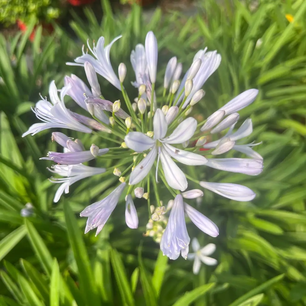Agapanthe 'Cristal blue'