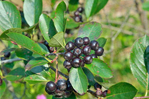 Cassissier 'Andega'