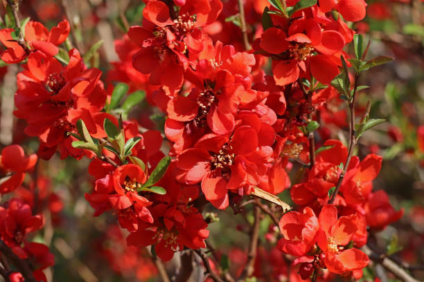Cognassier à fleurs 'Red kimono'