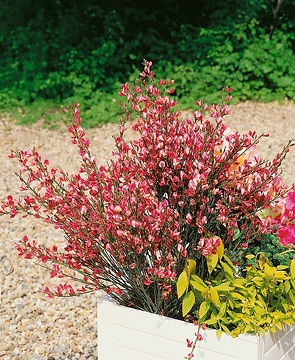 Genêt 'Hollandia'