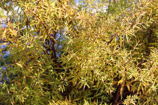Saule des sakhalines 'Golden sunshine'