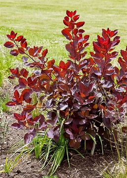 Arbre à perruque 'Grace'
