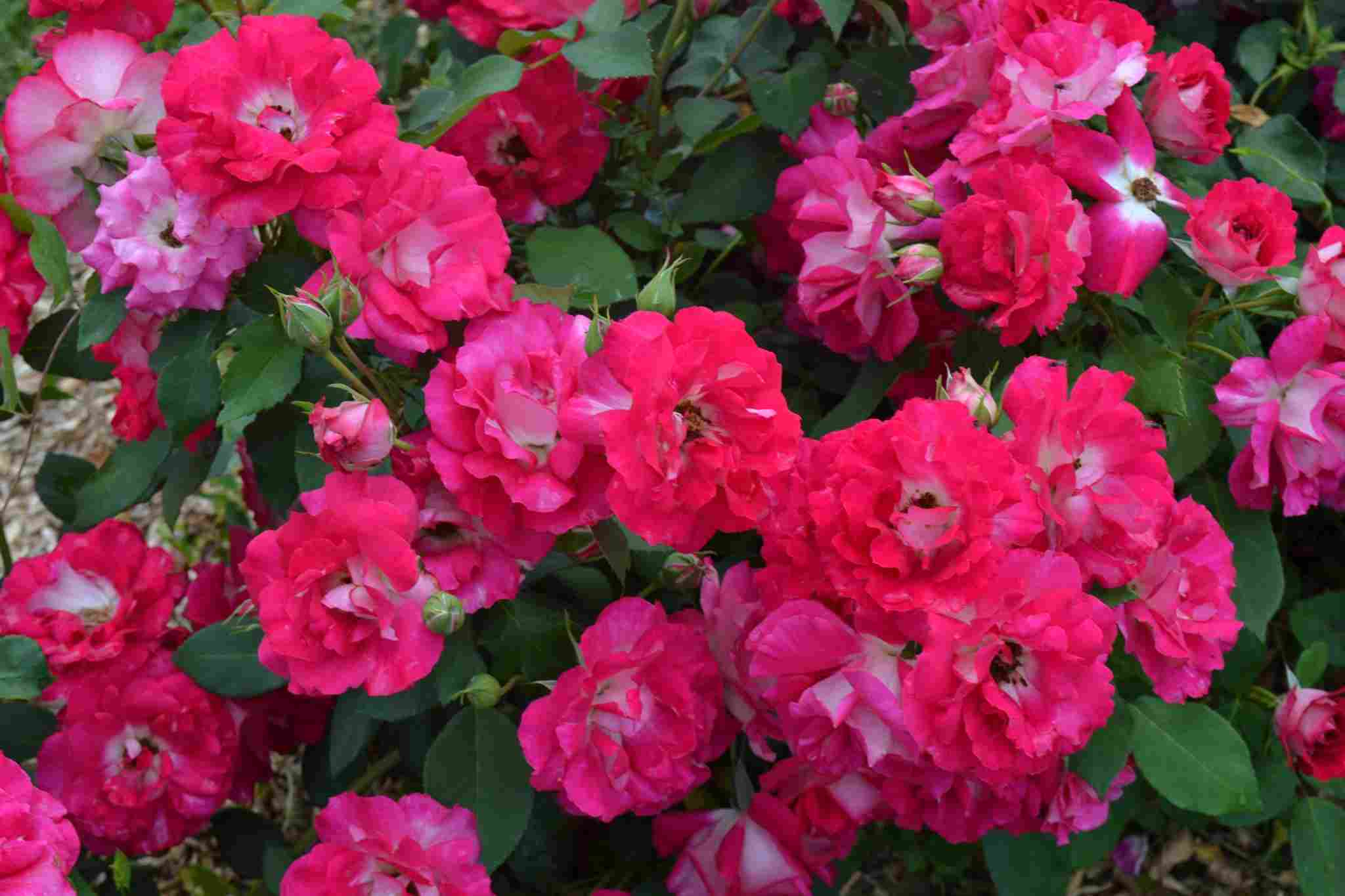 Rosier 'Bordure vive'