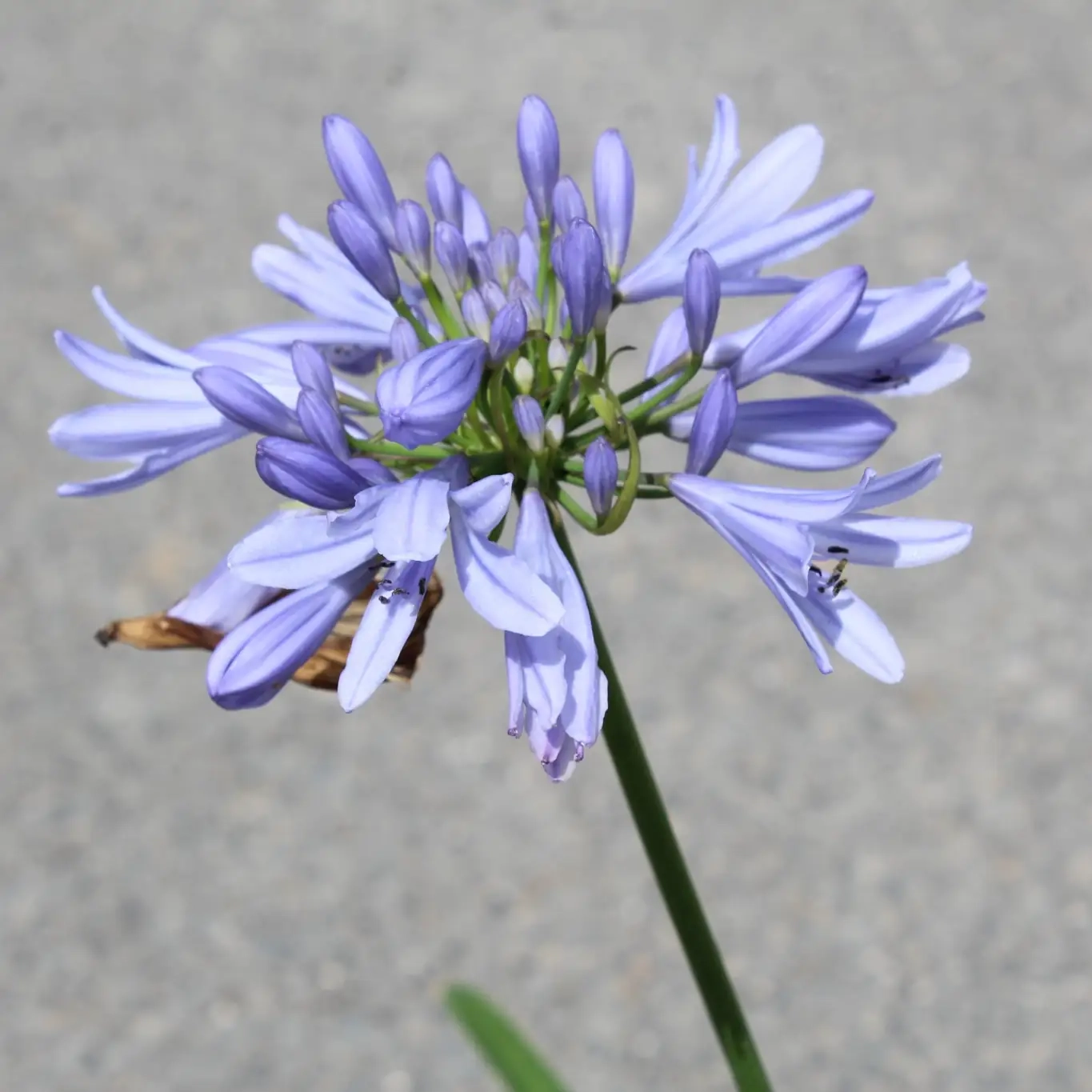 Agapanthe 'Pitchoune' ® Bleu