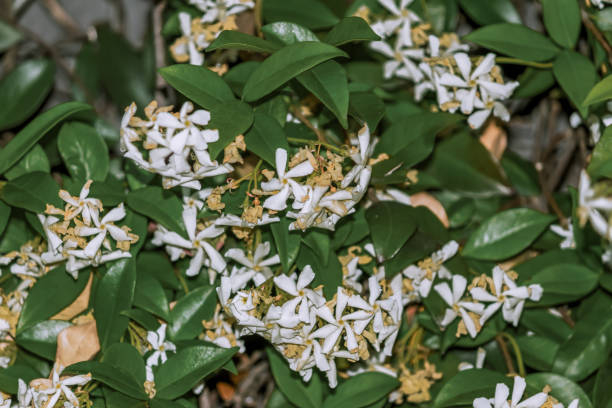 Faux-jasmin 'Select'