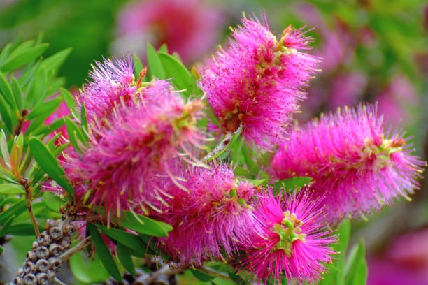 Rince-bouteille Rose