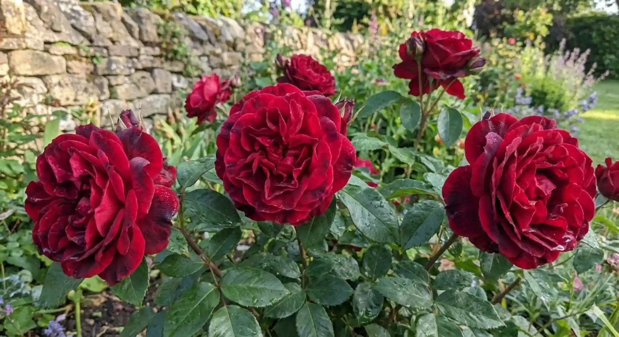 Rosier 'Le rouge et le noir '