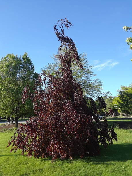 Hêtre commun 'Purpurea pendula'