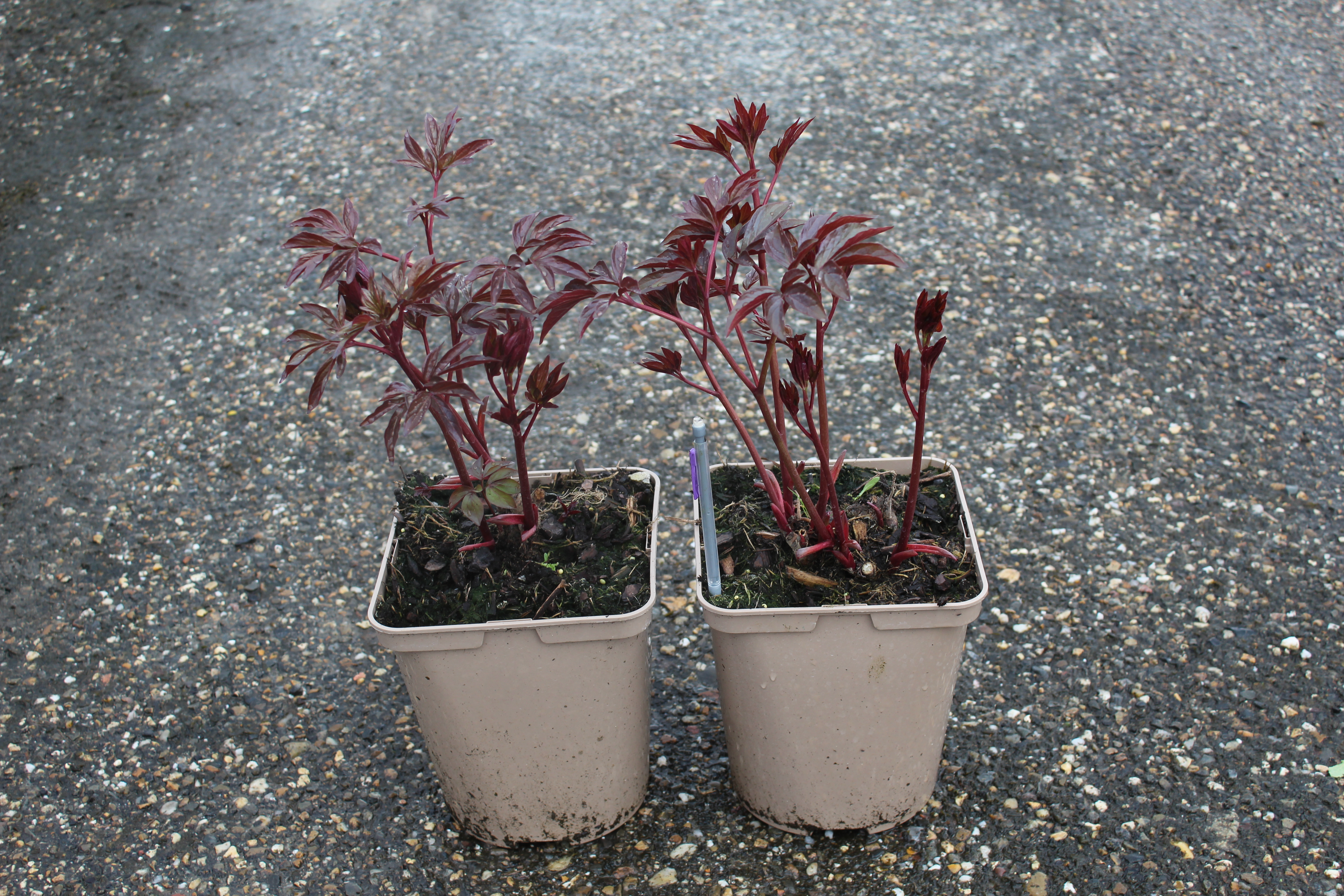 Pivoine 'Alex fleming rose vif'