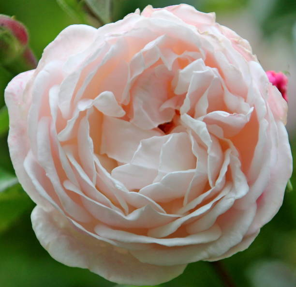 Rosier 'Mme de la valliere'