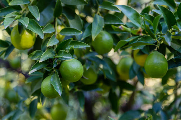 Limequat