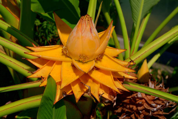 Bananier japonais 'Singapuri'