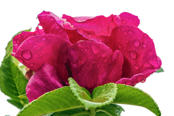 Rosier 'Exception rotes meer'