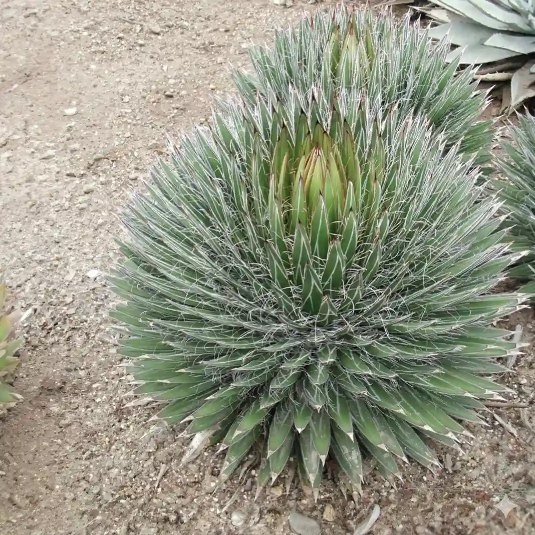 Agave à fibres