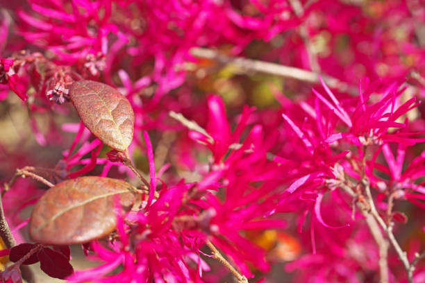 Loropétale de chine 'Plum georgeous'