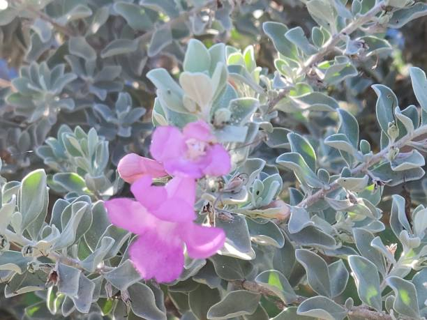 Sauge du désert 'Silver cloud'