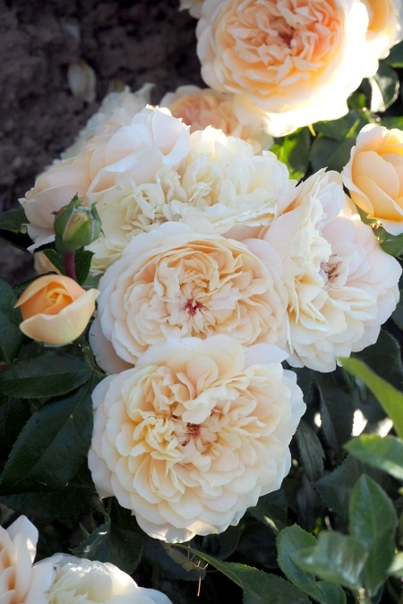 Rosier 'Avalanche abricot '