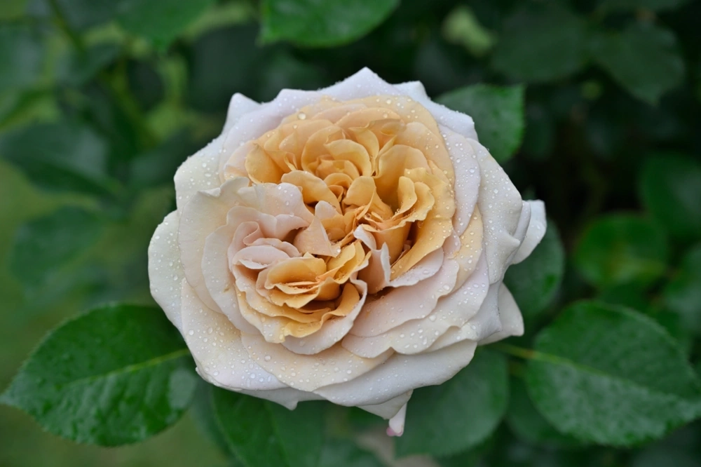 Rosier 'Rallye des gazelles'