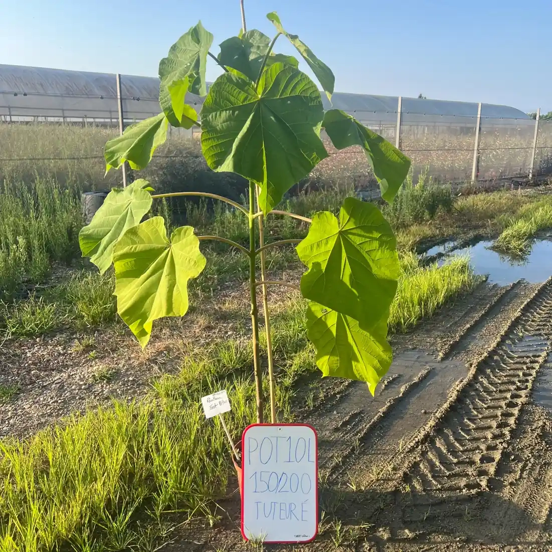 Paulownia 'Fast blue'