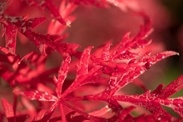 Érable du japon 'Dissectum emerald lace'