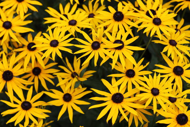 Rudbeckie 'Little goldstar'