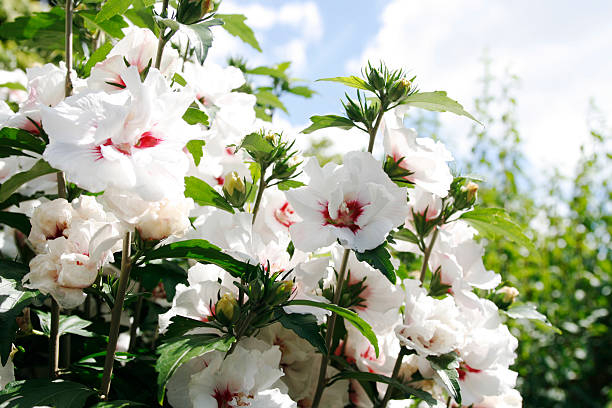Rose de Chine ou Ketmie
