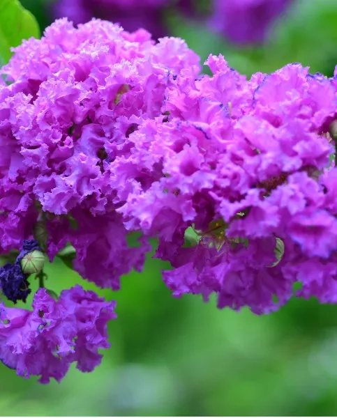 Lilas des indes 'Purple star'