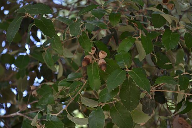 Chêne 'Coriaria'