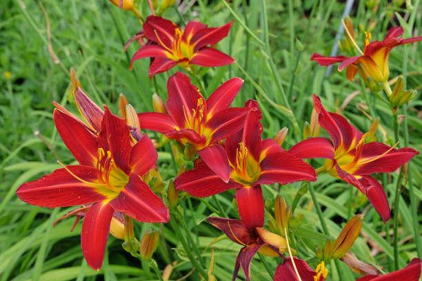 Hemerocalle 'stafford'