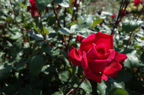 Rosier 'Victor hugo '