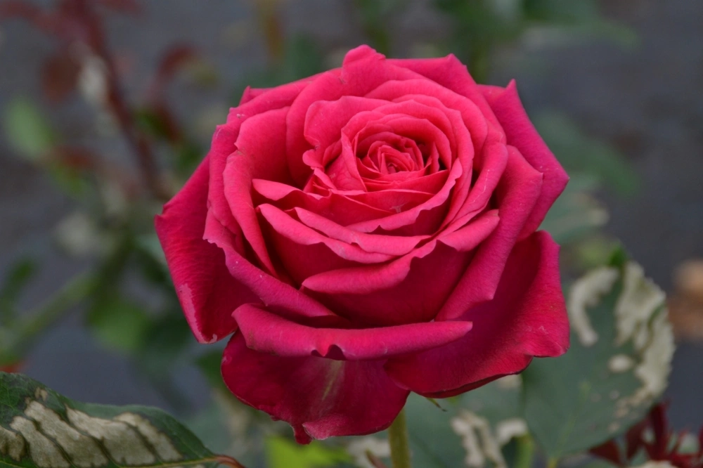 Rosier 'Regis marcon '