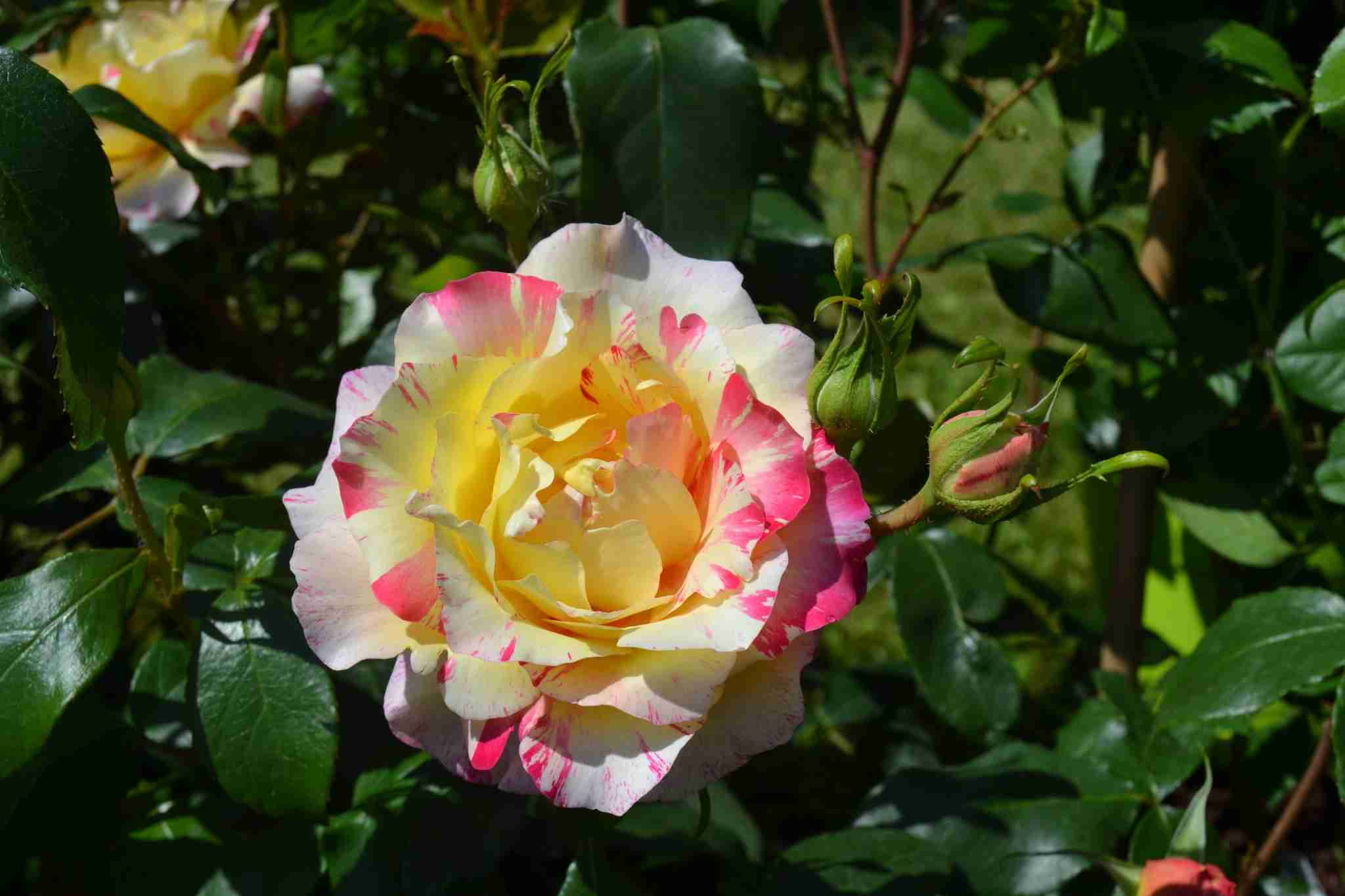 Rosier 'Camille pissarro'