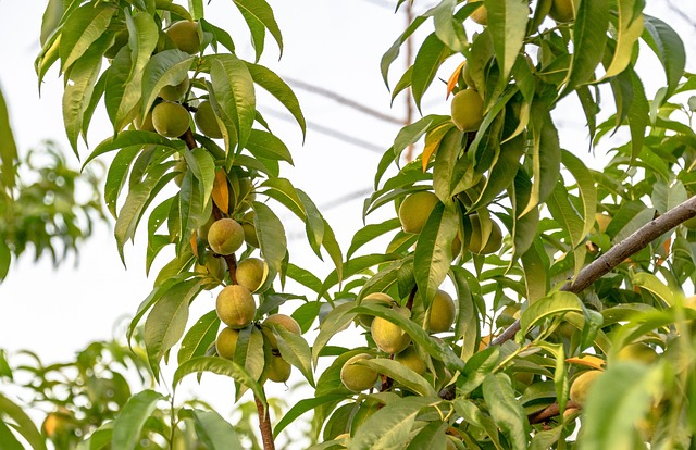 Pêcher sudanell