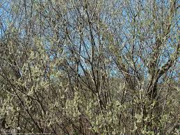 Saule marsault