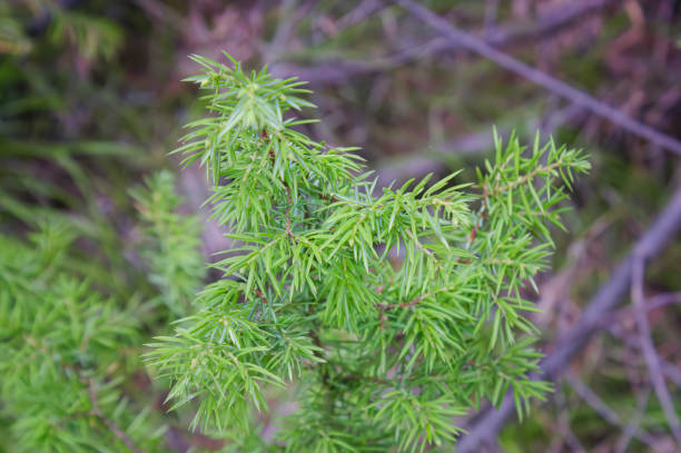 Genévrier commun 'Green carpet'