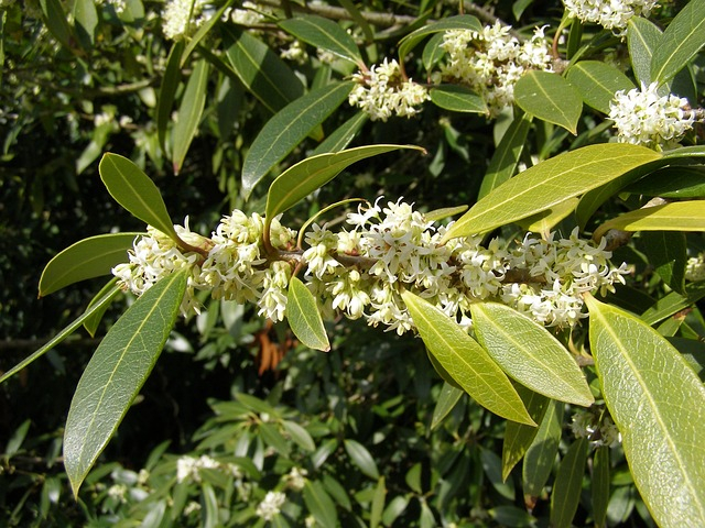 Osmanthe à feuilles de houx