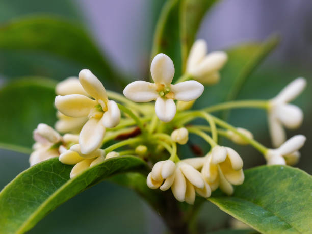 Osmanthe 'Heaven scent'