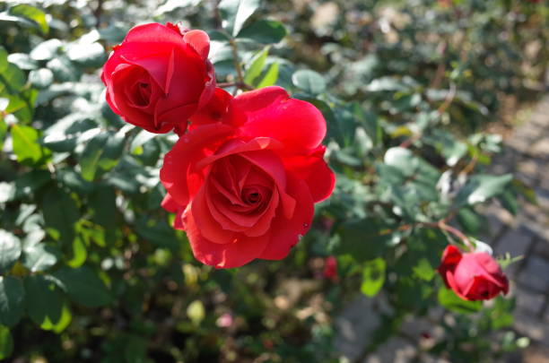 Rosier 'Scarlet meillandecor '