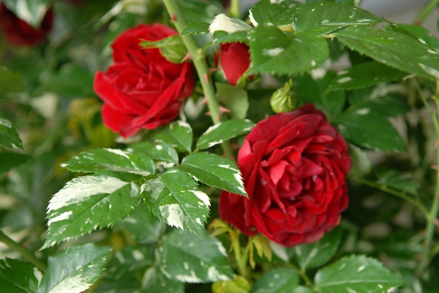 Rosier 'Elie semoun'