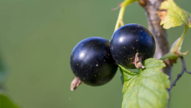 Cassissier 'Titania'
