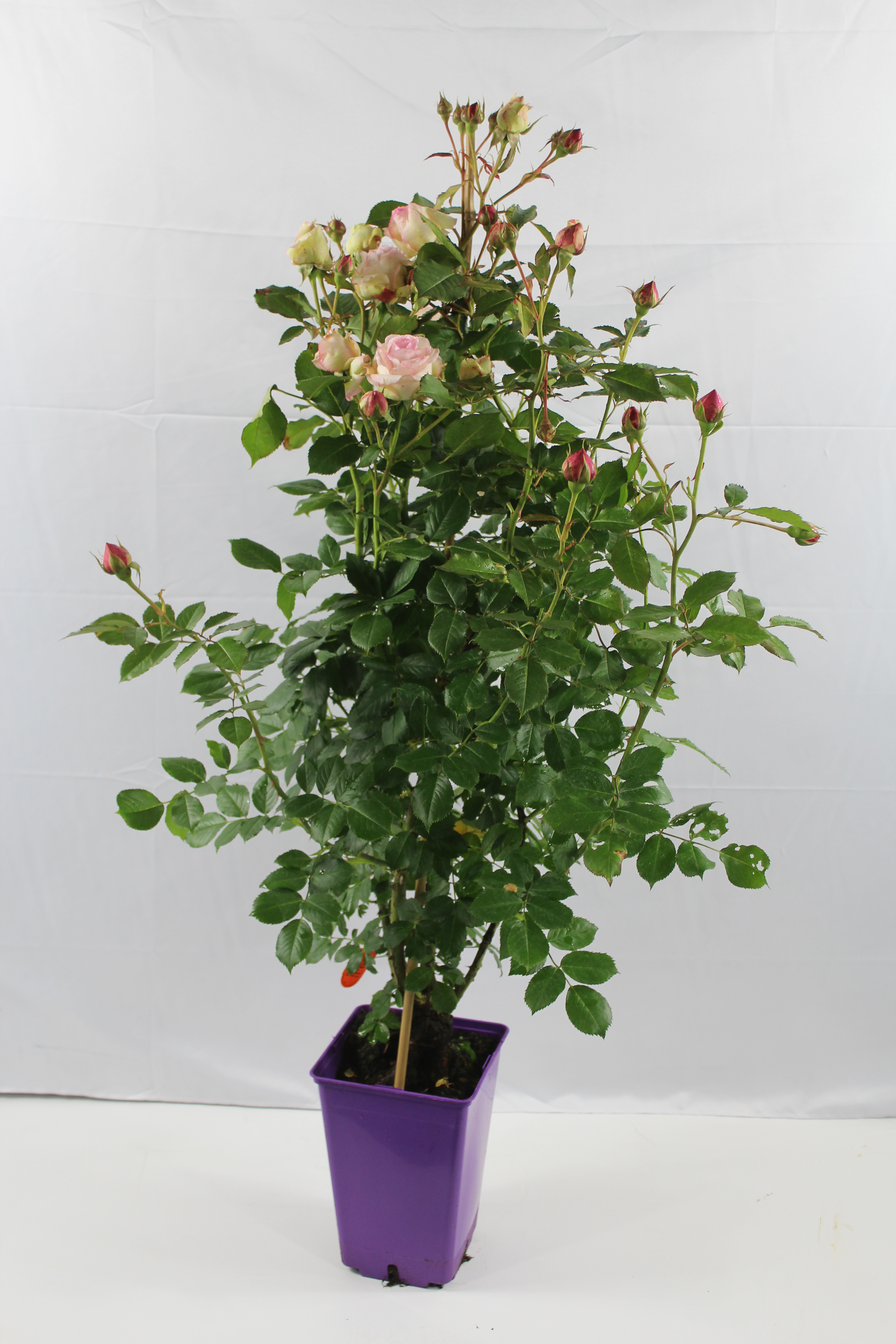 Rosier 'Pierre de ronsard '