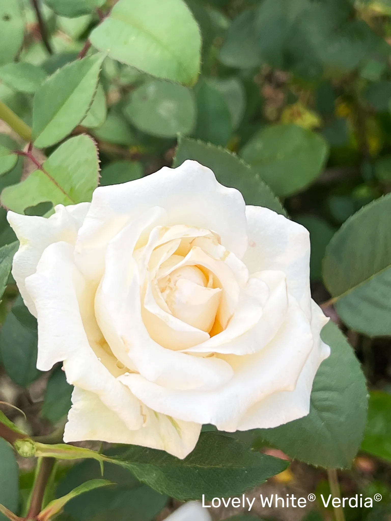 Rosier 'Lovely white voluptia'