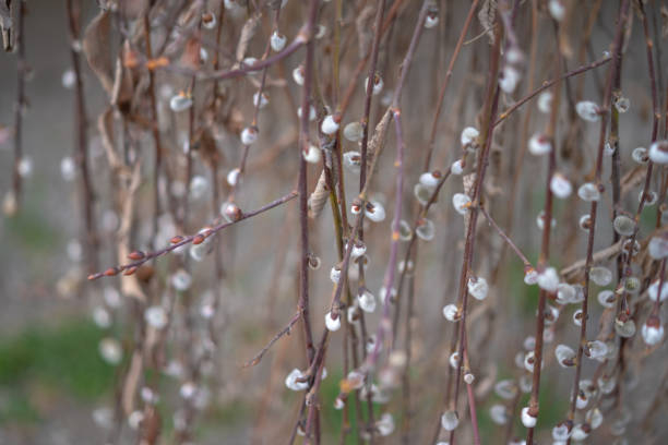 Saule marsault 'Curly locks'